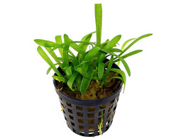 Sagittaria subulata