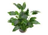 schismatoglottis preitoi