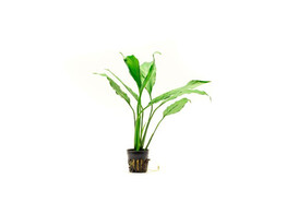 Spathiphyllum green