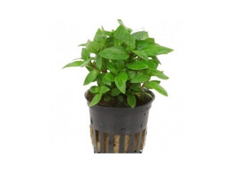 Staurogyna sp repens