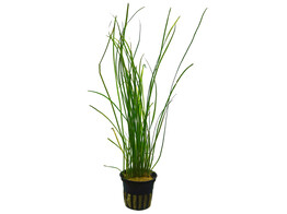 Vallisneria nana