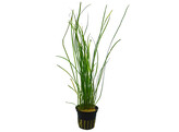 Vallisneria nana