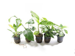 .Selectie Anubias Rake - 30 potten - T