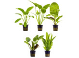 .Selectie Echinodorus luxe Rake - 30 potten - T