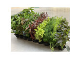 .Selectie Stengelplanten - 60 potten - T