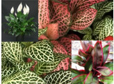 .Selectie Terrarium rek - 30 potten - T