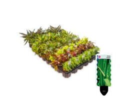 .Selectie Voorgrond / Nano Rake - 30 potten - T
