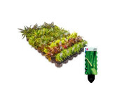 .Selectie Voorgrond / Nano Rake - 30 potten - T