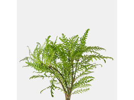 Hygrophila pinnatifida B 