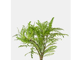 Hygrophila pinnatifida B 