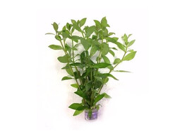Hygrophila polysperma  B 