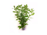 Hygrophila polysperma  B 