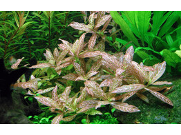 Hygrophila polysperma Rosanervig B 