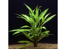 Hygrophila salicifolia  B 