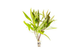 Hygrophila siamensis  B 