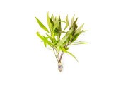 Hygrophila siamensis  B 