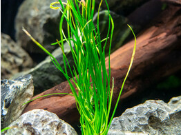 Lilaeopsis novae-zelandiae  B 