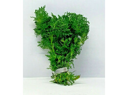 Limnophila sessiliflora  B 