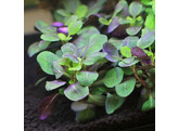 Lobelia cardinalis  B 