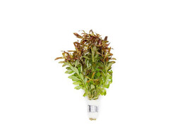 Ludwigia arcuata B 