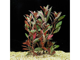 Ludwigia glandulosa  B 