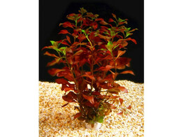 Ludwigia perennis  B 