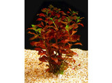 Ludwigia perennis  B 