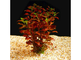 Ludwigia sp. Mini Red B 