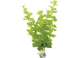 Lysimachia aurea  yellow   B 