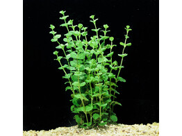 Lysimachia nummularia  green   B 