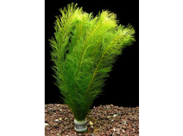 Myriophyllum guyana B 