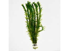 Egeria densa  B 