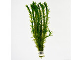 Egeria densa  B 