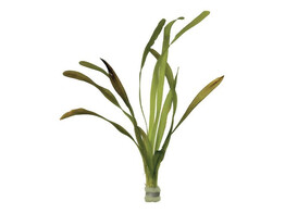 Vallisneria gigantea  B 