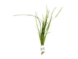 Vallisneria nana B 