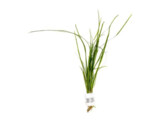 Vallisneria nana B 