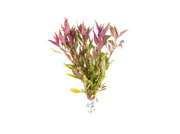 Alternanthera lilachina  B 