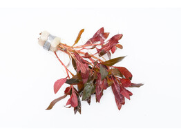 Alternanthera reineckii  B 