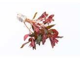 Alternanthera reineckii  B 