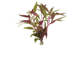 Alternanthera rosaefolia  B 