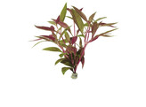 Alternanthera rosaefolia  B 