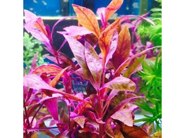 Alternanthera sessilis  B 