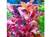 Alternanthera sessilis  B 