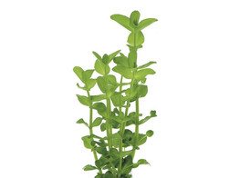 Bacopa monieri /amplex B 
