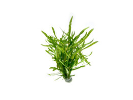Eusteralis stellata grof  B 