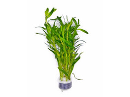 Heteranthera zosterifolia B 