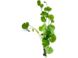 Hydrocotyle leucocephala B 