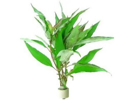 Hygrophila corymbosa  B 
