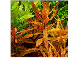 Ammania pedicellata Gold