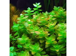 Bacopa caroliniana